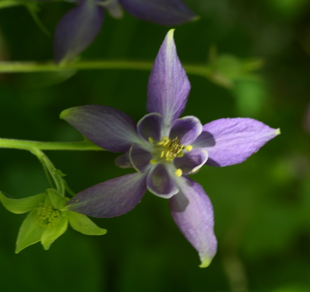 IAquilegia cfr. vulgaris